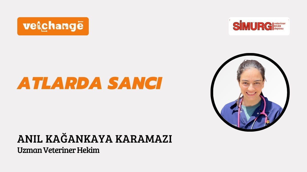 At Hekimliği Eğitimleri